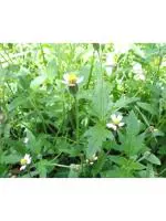 Odiplantz Tridax daisy Live Plant