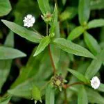 Greenery Nursery Bhringraj Plant (Hybrid, Pack of 1)