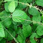 Kapebonavista Salaparni Sal Leaved Desmodium Dirghamuli Pivari Salpani Shalparni Chalani Salpani Salaparni Dhruva Desmodium Gangeticum Living Plant in Poly Bag