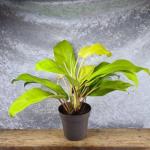 Cloud Farm Hybrid Prince Albert Philodendron Plant - 150 mm CF18