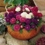 PARYAVARAAN Aster Flower Seeds (Multicolor, Pack of 50 Seeds)