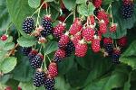 Platone Berry PlantBeri PlantExotic Dwarf Blackberry Plant Rubus fruticosus 2 Healthy Live Plant With Plastic Bag
