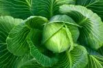 XOLDA Cabbage Seed (11 per packet)