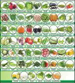 Morbih Vegetable and Fruit Seeds Combo Pack of 60 Types Organic Seeds