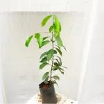 GREEN LINE Dal Chini Karuvapatta Cinnamon Kitchen Spice Live Plants & Tree