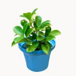 Plantogallery Ficus Panda Plants With Pots Best (Set Of 1) | Outdoor Decor| Lawn and Garden| Garden| | Home Accessory| Home Decors| Lawn Accessory| Garending Accessory| Ficus Panda Plants With Pots Best|