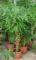 Baishnab Lotus PlantPadma PlantLive Buddha Belly Bamboo Plant