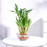 Ugaoo Lucky Bamboo Plant - 2 Layer