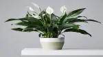 Platone Lily Plant WHITE LILY PLANT