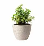 GUUCHUU JADE PLANT WITH DEW WHITE CERAMIC POT (1 POT ONLY WITH LIVE PLANT) INDOOR PLANT