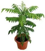 Zomoloco Herb Curry Leaf Hybrid Plant - 115 Mm
