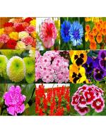 Combo of 10 Different Types Flower Seeds