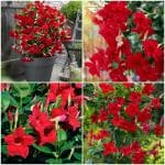 NooElec Seeds India 35+ Seeds- Hybrid All Seasons Red Mandevilla Vine Flower Seeds- Grow All India