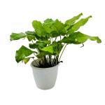 Hug A Plant Calathea Musaica- Live Plant (Home & Graden)