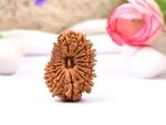 Feel Touch Mart Genuine & Natural Seventeen Face 17 Mukhi Nepal Rudraksha by Lab Certified