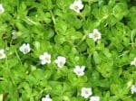Plantzoin Indian pennywort Brahmi Bacopa monnier Live Plant