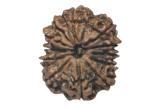 Feel Touch Mart 12 Mukhi Face Rudra Blessing Nepal Rudraksha With Pendnat By Lab Certified Natural 12 Mukhi Rudraksha Nepal Real Brown Beed Premium 12 Face Rudraksha Nepal 12 For Men & Women