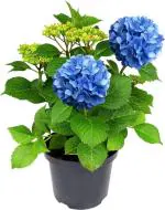 Dishita - Go Green Hydrangea Blue Plant Outdoor/Indor For Garden and Home