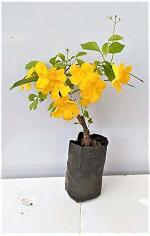 Platone Cat's Claw PlantTecma PlantRare plant Dolichandra unguis-cati(Norvel)