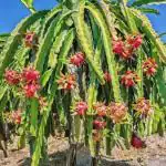 Cloud Farm Hybrid Pink Dragon Fruit Plant - 200 mm CF025