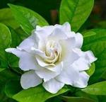 ADITYA GREEN PLANTS AGP Green Cape Jasmine Live Plant in Poly Bag