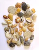 DeeZ - Style with elegance natural mix seashell from ocean 450gm