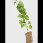 BISWASPLANT & NURSERY Chinese Money Plant Pilea Peperomioides Indoor Plant