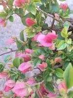 Cloud Farm Bougainvillea Plant CF[000181]