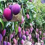 Cloud Farm Healthy Alphonso Mango Fruit Grafted Plant - 1 Healthy Mango Plant CF_1075