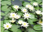 Odiplantz White water lily Live Plant for Pool