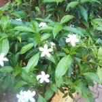 PARYAVARAAN Chandani Single Flower Live Outdoor Plant With Pot For Home Gardening