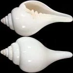 White Conch Shell Natural Shankh