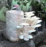 Platone Oyster Mushroom Spawn seeds 200g(1 Kgs)
