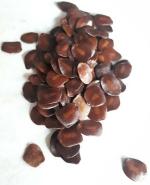 Green India Cassia siamea seeds /Senna siamea /Cassod Tree seeds/ Siamese Senna Seed_400 gm
