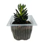 Hug A Plant Sinocrassula Yunnanensis | Chinese Jade Succulent - Live Plant (Home & Garden)