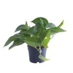 PARYAVARAAN Attractive Green Pothos Money Live Plant For Home Décor Fresh & Healthy Plant