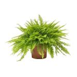 Garden Art Home Decor Boston Fern Nephrolepis Exaltata Indoor Outdoor Live Plants with 5 or 8 inch Nursery Bag