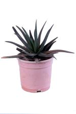 Platone Aloe Vera Plantelobera PlantNatural Aloe Black Beauty Live Rare Plant With Without Pot