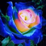 Cloud Farm Rare Exotic Rose Flower Bud 1 Healthy Plant in Polybag Variety Blue(Pack Of 1),CF_R78