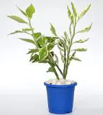 India Gardening Devil?s Backbone Euphorbia tithymaloides Live Succulent plant