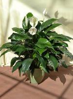 Cloud Farm Hybrid and Spathiphyllum Peace Lily Plant - 200 mm CF2632
