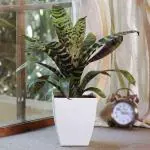 UGAOO Bromeliad Zebrina Plant With Pot