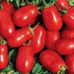 Green World Drought Tolerant Hairloom Roma Tomato 10 Seed