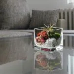 Glass Square Cube 4x4 Glass Vase for Home Decor (1)