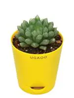 UGAOO Haworthia Cooperi Hybrid Natural Live Indoor Plant With Pot (Small)