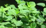 Plantzoin Ajwain Trachyspermum ammi Juani Live Plant