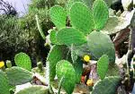 Modern Plants Modern Live Nagphani/nagfani Cactus Small Medicinal Plant With Pot