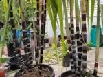 Oxygreenplant Vietnam sugarcane, Saccharum officinarum, ganna,Black sugar cane, akh,Healthy Live Plant