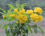 Online Plant Bazar Yellow Tecoma Flower Live Plant