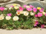 Platone Portulaca PlantTime phul PlantPortulaca Flower also known as 9'O Clock